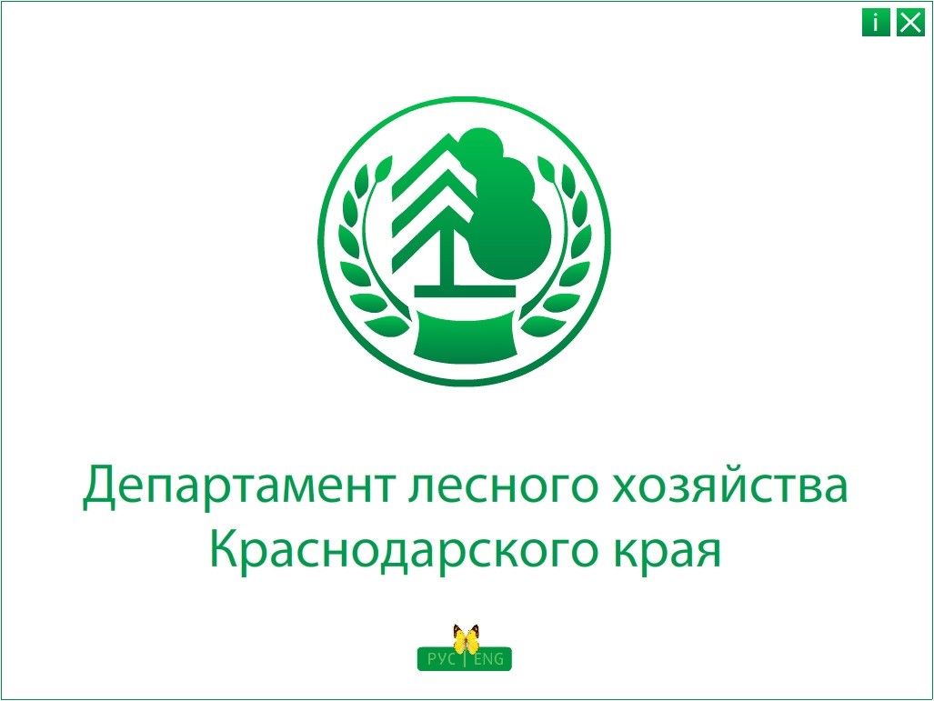 Создание презентации для департамента лесного хозяйства администрации Краснодарского края